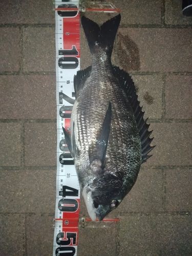 クロダイの釣果