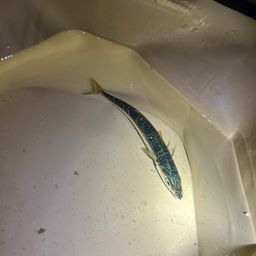 サバ