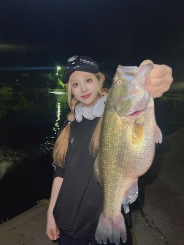 ラージマウスバスの釣果