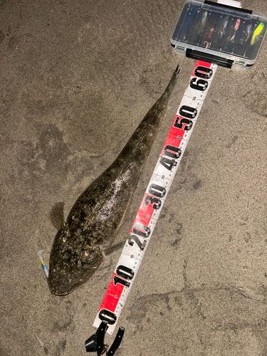 マゴチの釣果