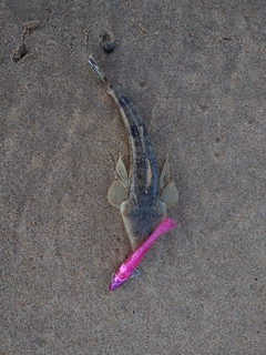 コチの釣果