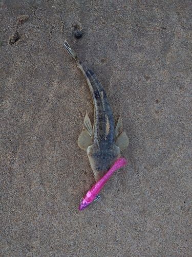 コチの釣果