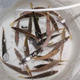 アジ