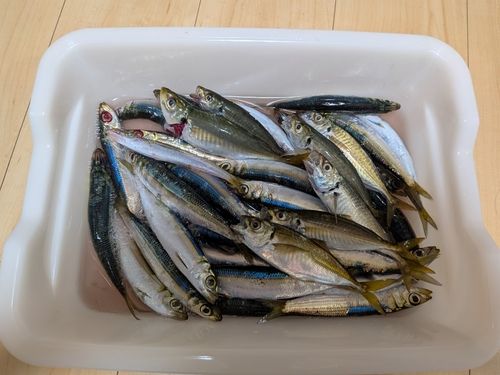 ウルメイワシの釣果