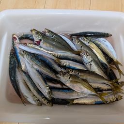 ウルメイワシ