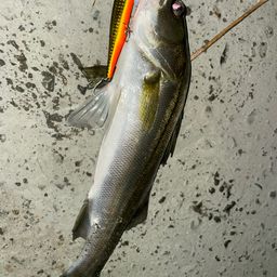 セイゴ（マルスズキ）