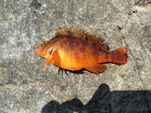 オキゴンベの釣果