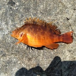 オキゴンベ
