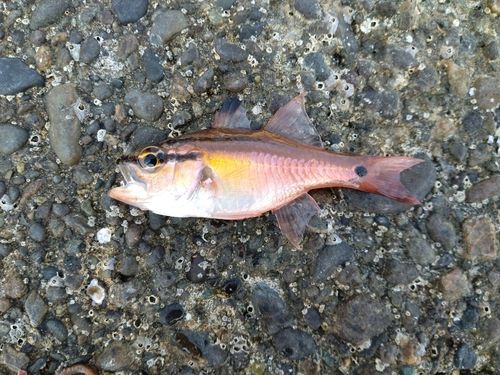 ネンブツダイの釣果