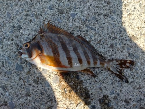 タカノハダイの釣果