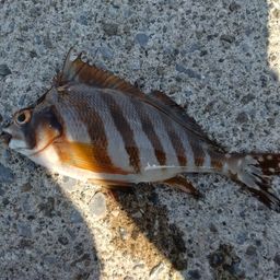 タカノハダイ