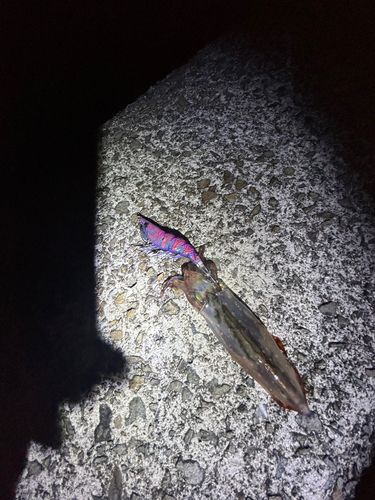ケンサキイカの釣果