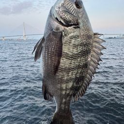 クロダイ
