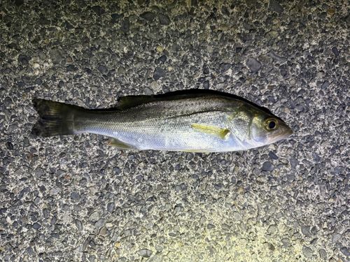 セイゴ（マルスズキ）の釣果