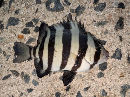 イシダイの釣果