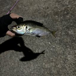 アジ