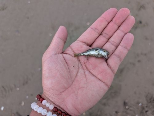シロギスの釣果