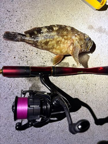 カサゴの釣果