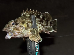 カサゴの釣果