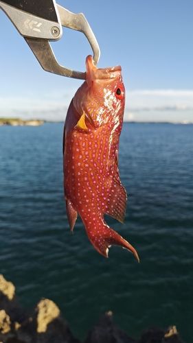 オジロバラハタの釣果