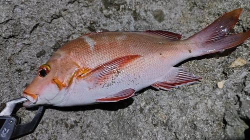 ヒメフエダイの釣果