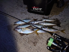 マアジの釣果