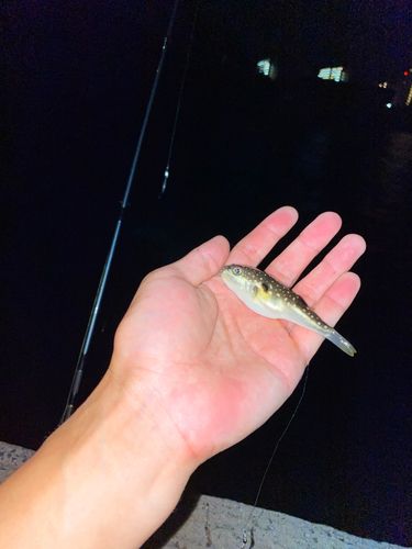 アカメフグの釣果