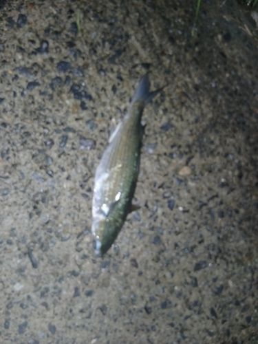 ボラの釣果