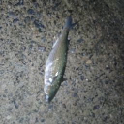 ボラ