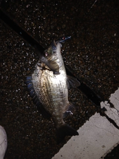 ナンヨウチヌの釣果