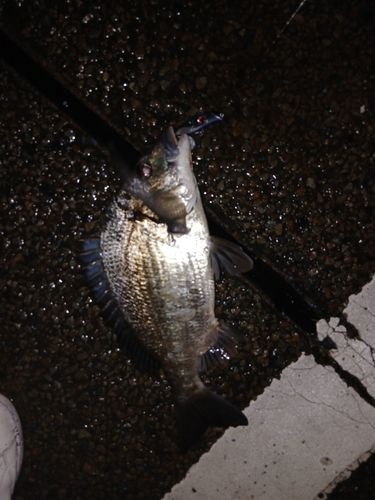 ナンヨウチヌの釣果