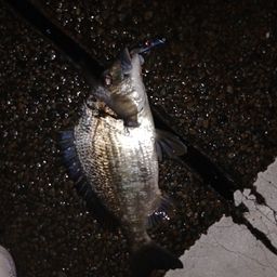 ナンヨウチヌ