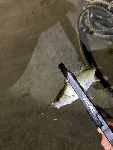 セイゴ（ヒラスズキ）の釣果