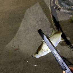 セイゴ（ヒラスズキ）