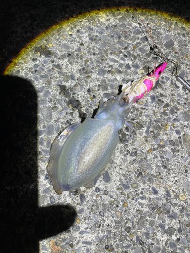 シリヤケイカの釣果