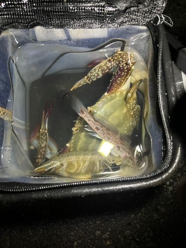 ワタリガニの釣果