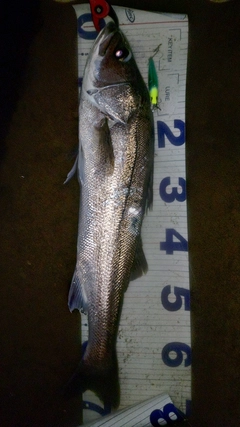 スズキの釣果