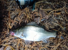 セイゴ（ヒラスズキ）の釣果