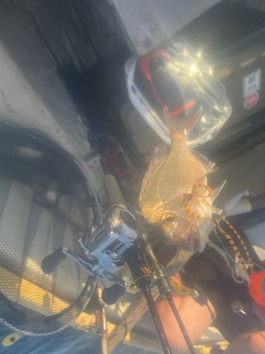 タイの釣果