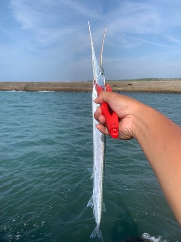ダツの釣果
