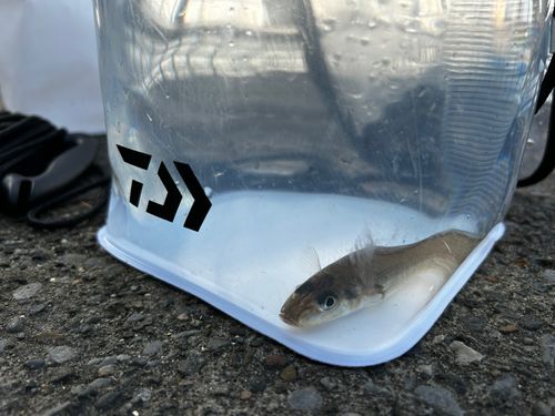キスの釣果