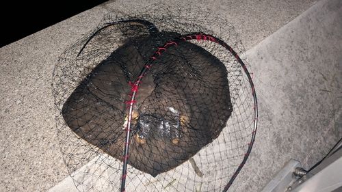 アカエイの釣果