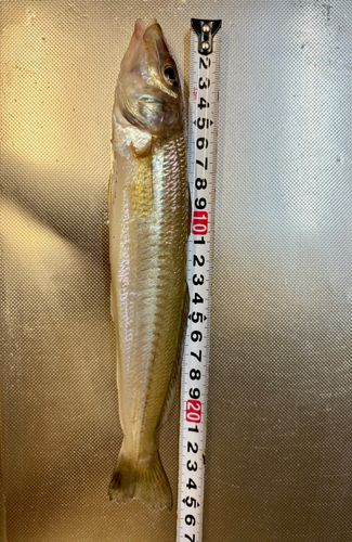 シロギスの釣果