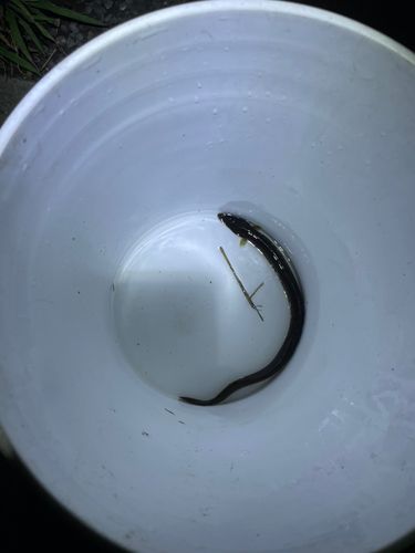 ニホンウナギの釣果
