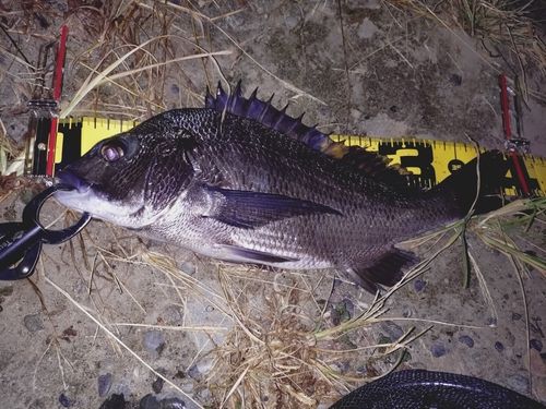 クロダイの釣果