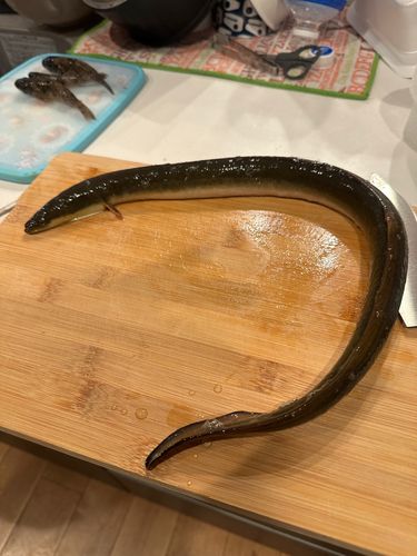 ウナギの釣果