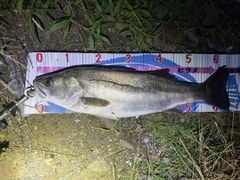 シーバスの釣果