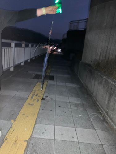 タチウオの釣果