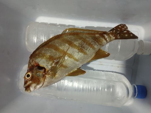 タカノハダイの釣果
