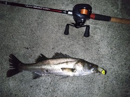 シーバスの釣果